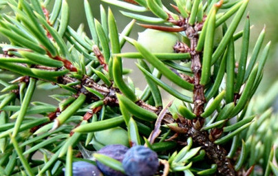 Eterično olje brina