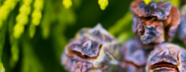 Eterično olje ciprese