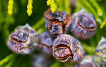 Eterično olje ciprese