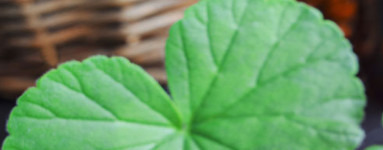 Eterično olje geranije