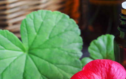 Eterično olje geranije