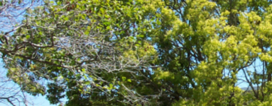 Eterično olje Ho-wood