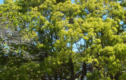 Eterično olje Ho-wood