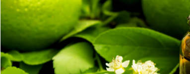 Eterično olje limete