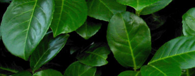 Eterično olje lovorja