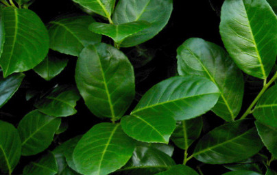 Eterično olje lovorja