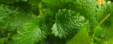 Eterično olje melise