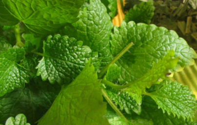 Eterično olje melise