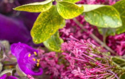 Eterično olje muškatne kadulje Eterično olje muškatne kadulje