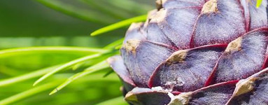 Eterično olje sibirske jelke 