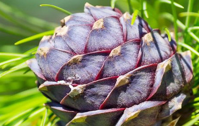 Eterično olje sibirske jelke 