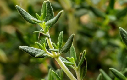 Eterično olje timijana