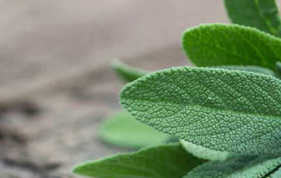 Eterično olje žajblja Eterično olje žajblja