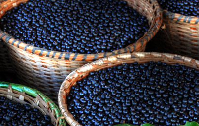 Preverite zakaj so acai jagode močan antioksidant