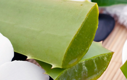 12 prednosti, ki jih ima aloe vera