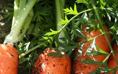 Beta karoten ali vitamin A?