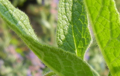 Gabez (Symphytum officinale)