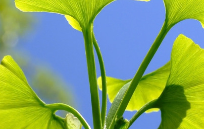 Ginko biloba za spomin in koncentracijo!