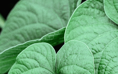 Muira Puama (Ptychopetalum olacoides) 2.del