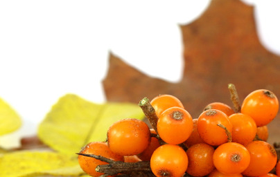 Prednosti uživanja rakitovca ali pasjega trna