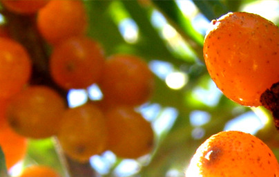 Rakitovec (Hippophae rhamnoides)