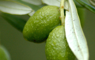 Z izvlečkom oljčnih listov nad visok krvni tlak!