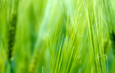 Zeleni ječmen (Hordeum)