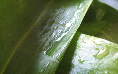 Že poznate zdravilne učinke čemaža?