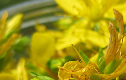 Šentjanževka (Hypericum perforatum)