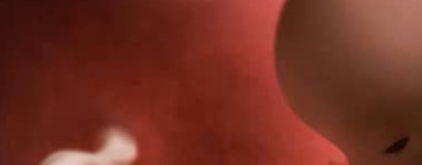 11. teden nosečnosti