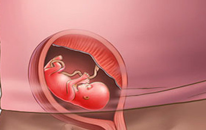 12. teden nosečnosti