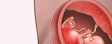 13. teden nosečnosti