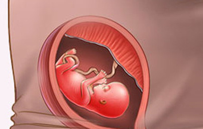 13. teden nosečnosti