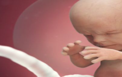 14. teden nosečnosti