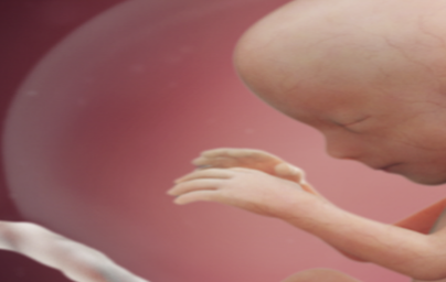 15. teden nosečnosti