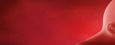 17. teden nosečnosti