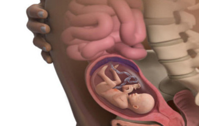 18. teden nosečnosti