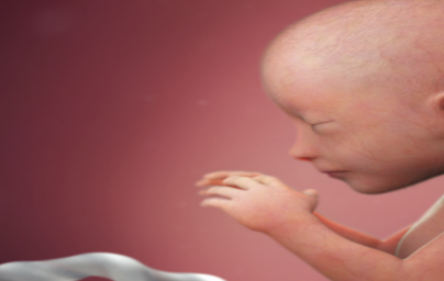 19. teden nosečnosti