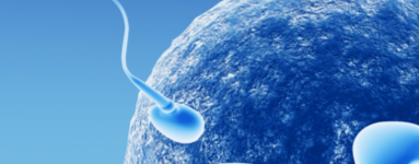 2. teden nosečnosti