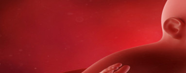 23. teden nosečnosti