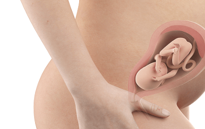 25. teden nosečnosti