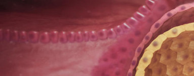 3. teden nosečnosti