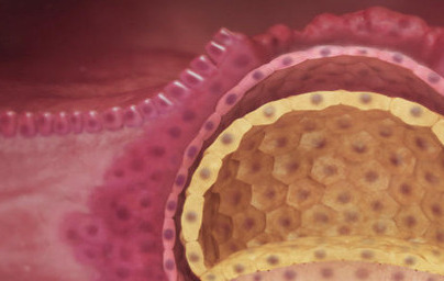 3. teden nosečnosti