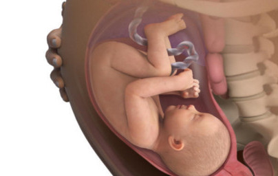 34. teden nosečnosti