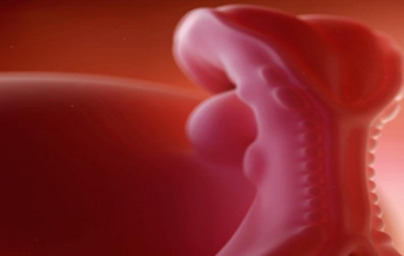 5. teden nosečnosti