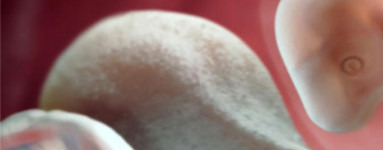 6. teden nosečnosti