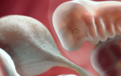 6. teden nosečnosti