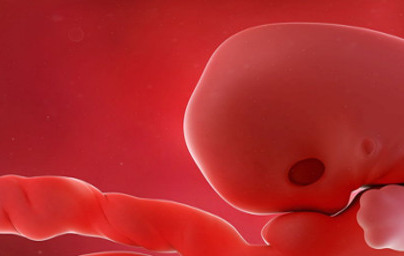 7. teden nosečnosti