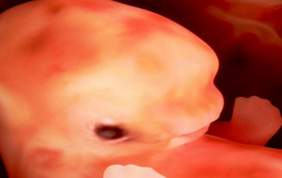 8. teden nosečnosti