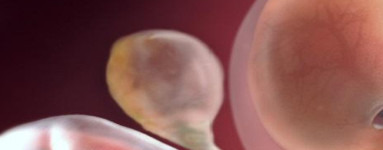 9. teden nosečnosti